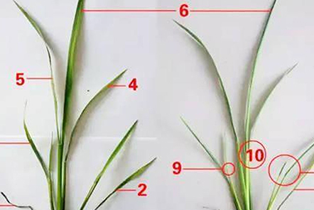 水稻7個(gè)葉是什么意思？