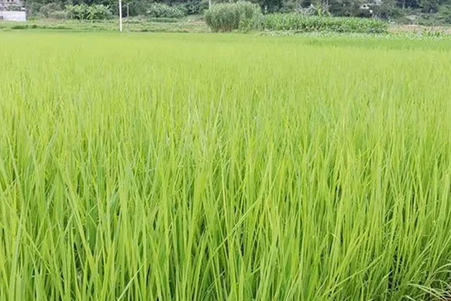 水稻苗徒長跟種子有關(guān)嗎？水稻苗徒長原因有3種，應(yīng)對癥采取措施